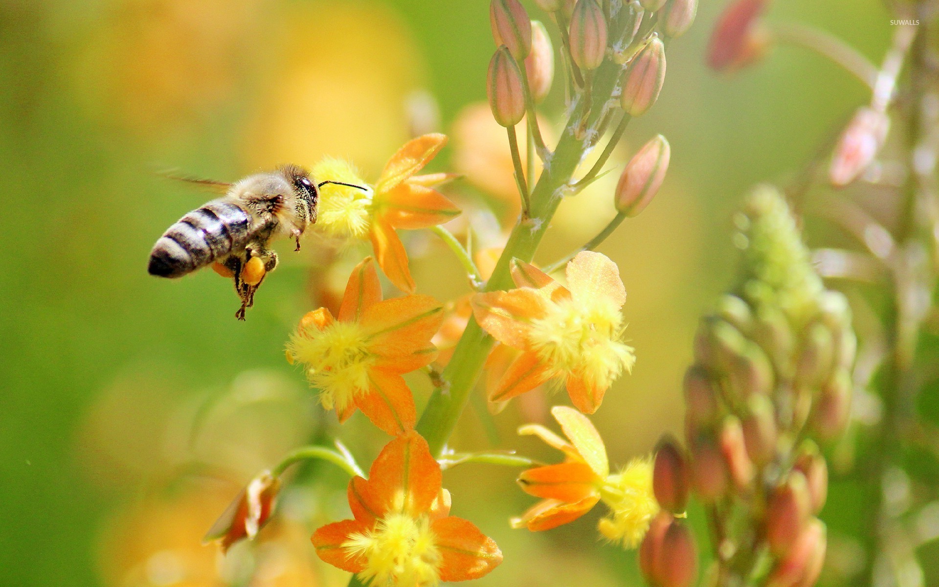 🔥 [40+] Bee Wallpapers | WallpaperSafari