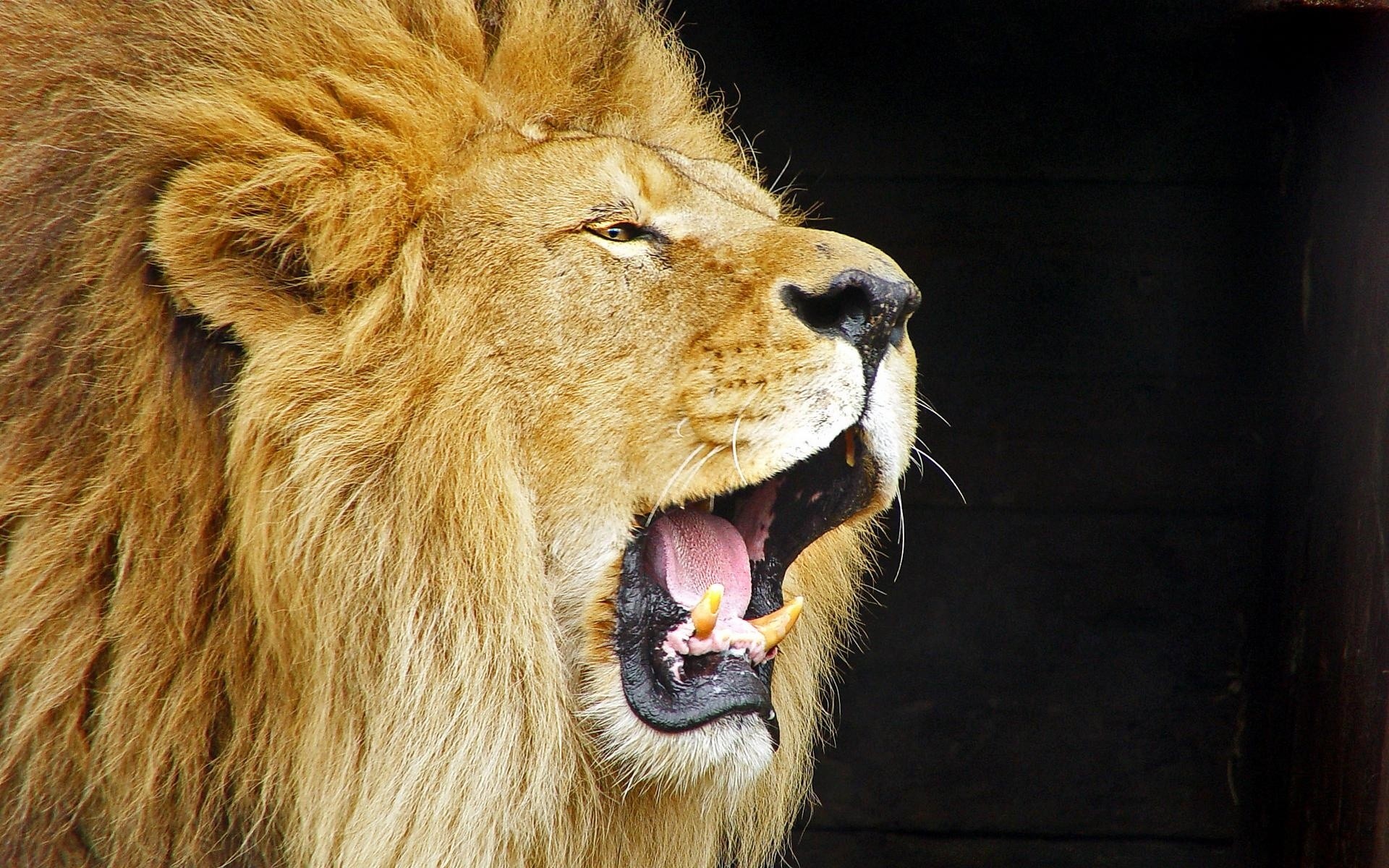 Desktop HD Wallpaper Lions Sunny Lion