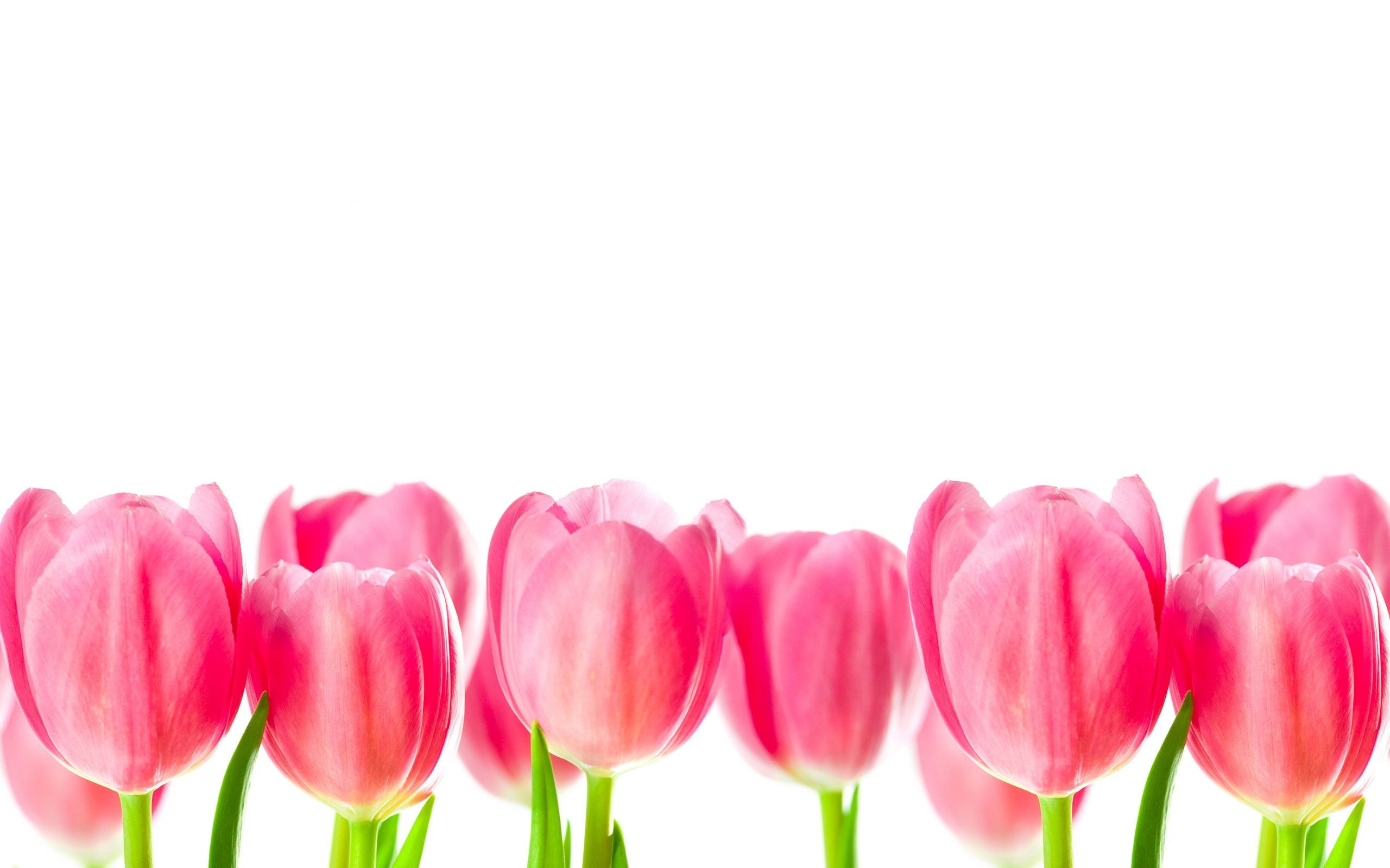 Pink Tulips Think Cute Laptop Wallpaper