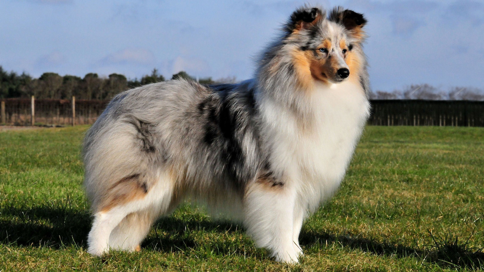 Sheltie Breed Dog Posing Outdoors Uploaded Content Masters