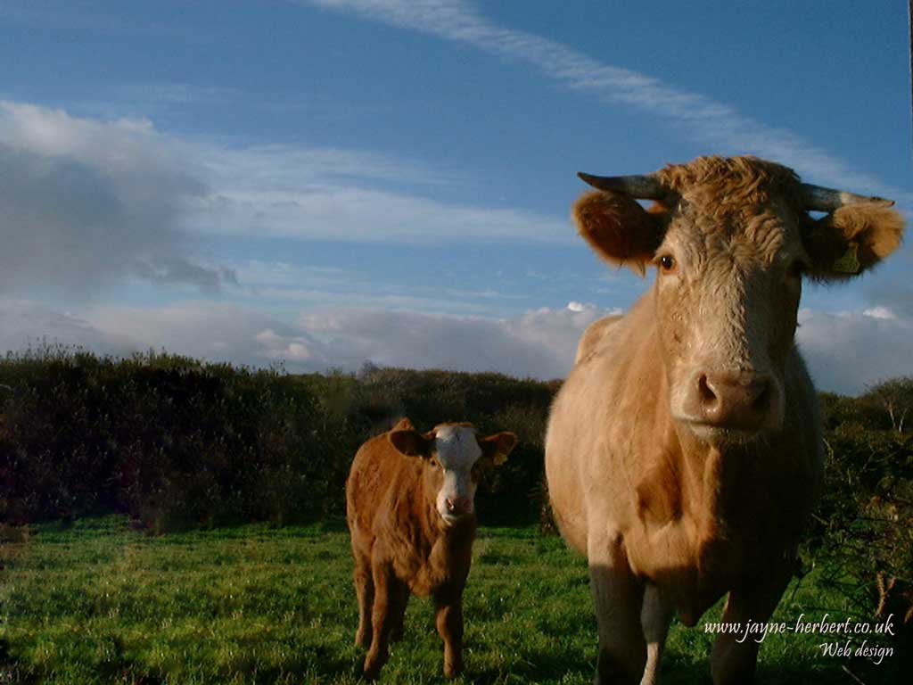 Cow Wallpaper HD In Animals Imageci