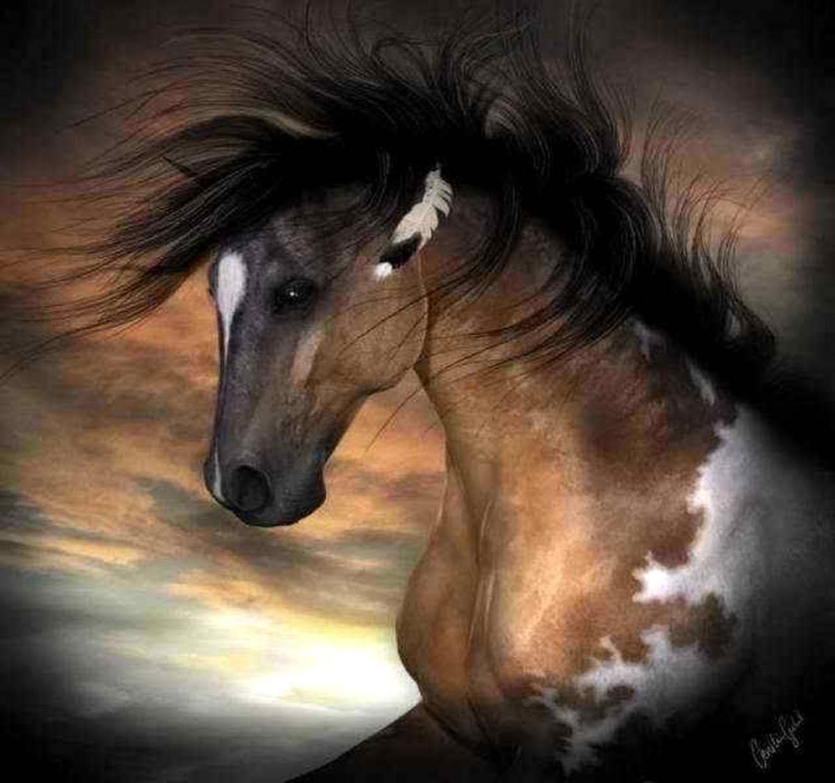 Indian Paint Pony Horse
