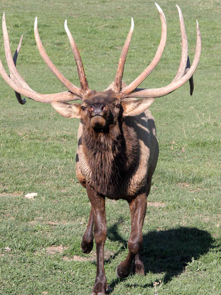 Get In Close To Monster Bull Elk With Your Bow Randy Ulmer