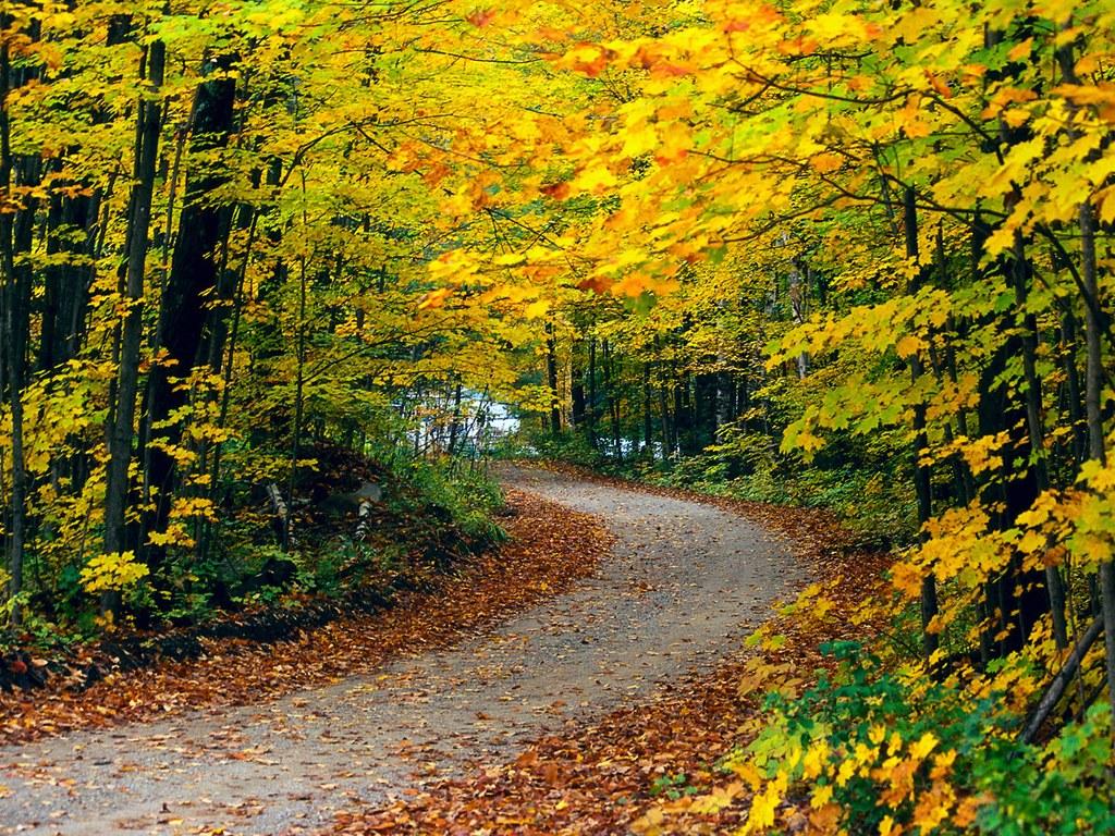 no 1 scenery yellow forest scenery of forest beautiful forest
