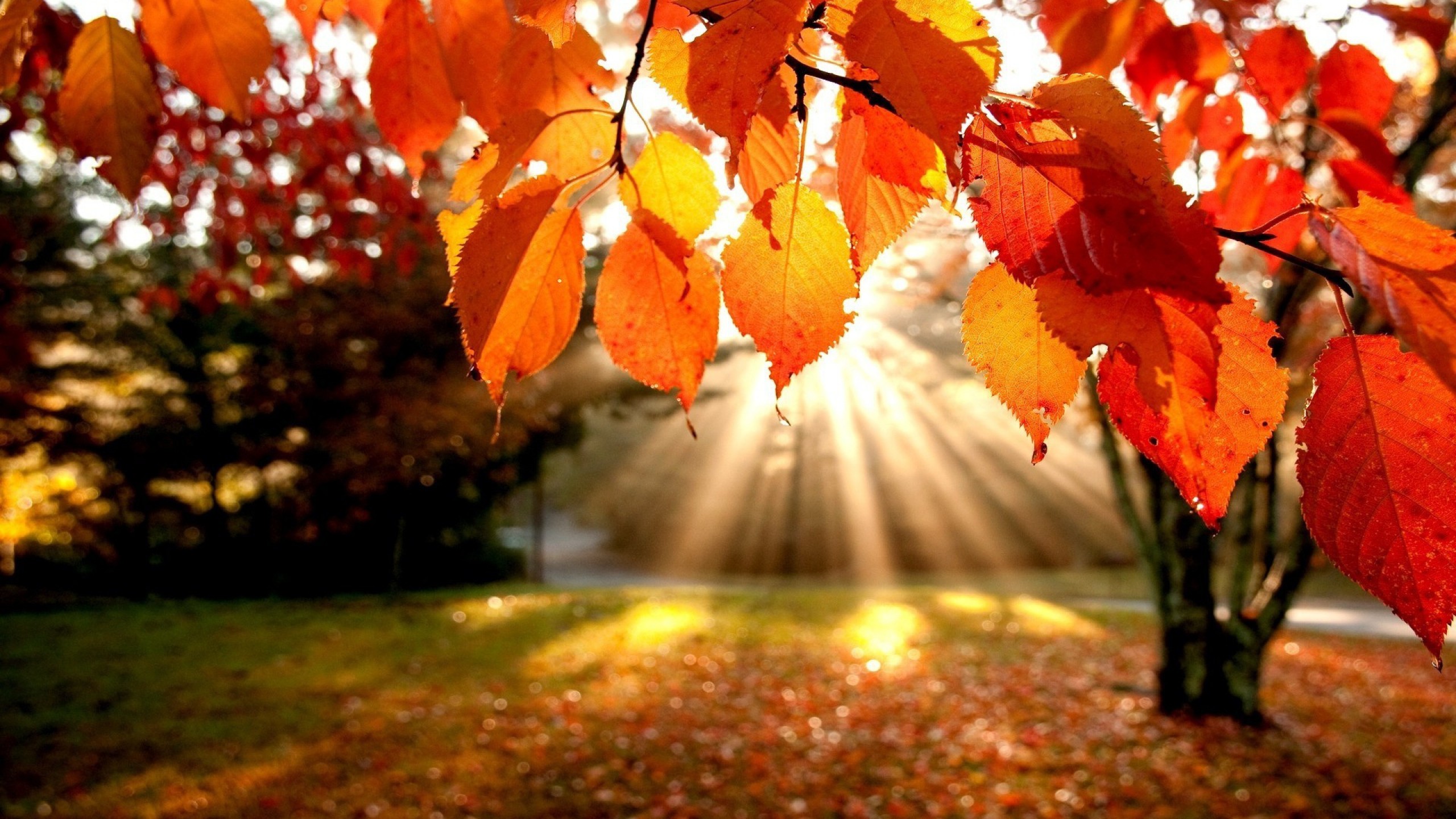 Android Wallpaper Autumn Colors