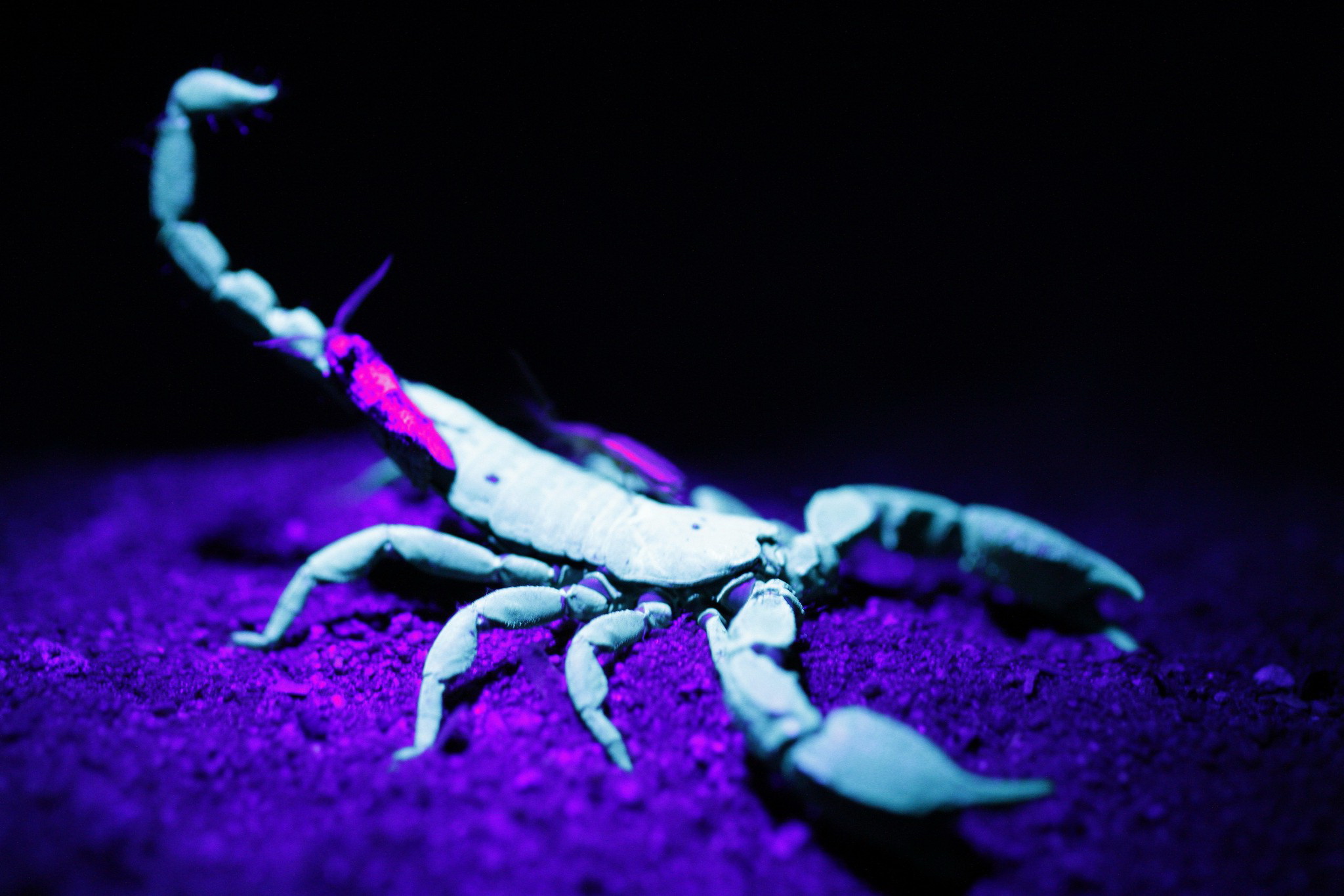 Scorpion Desktop Wallpaper HD
