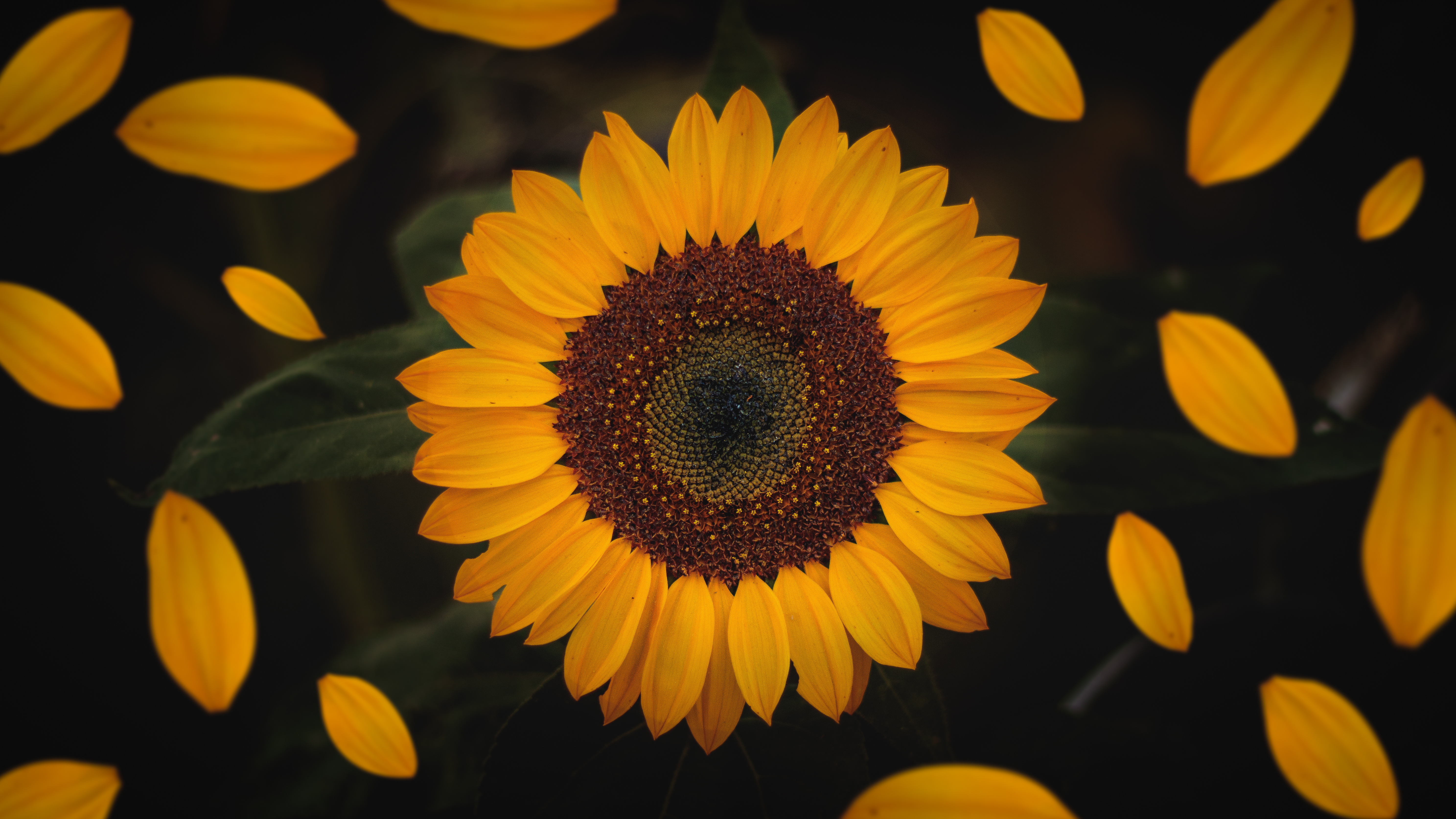 Sunflower Wallpaper HD Hq
