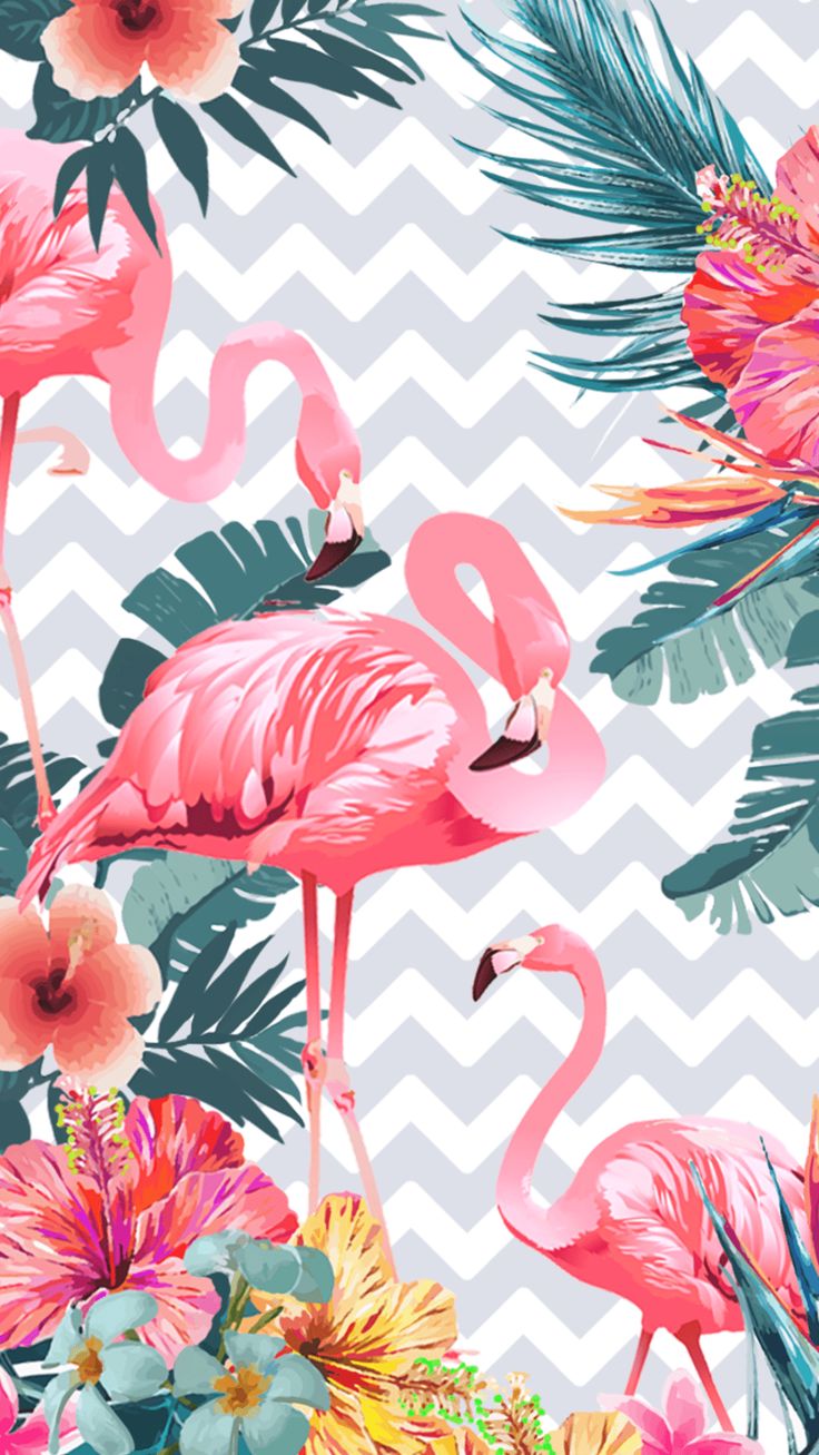 Flamingo Wallpaper Browse With Collections Of