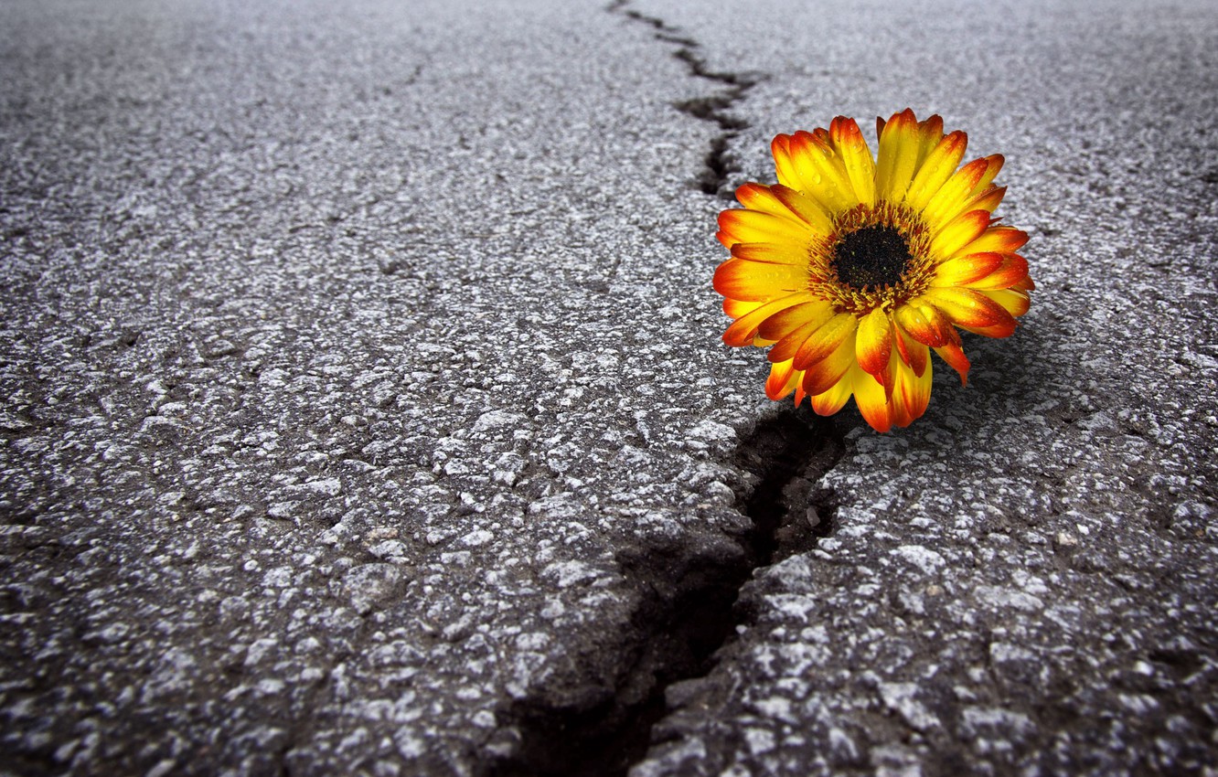 Wallpaper Road Flower Asphalt Crack Image For Desktop Section