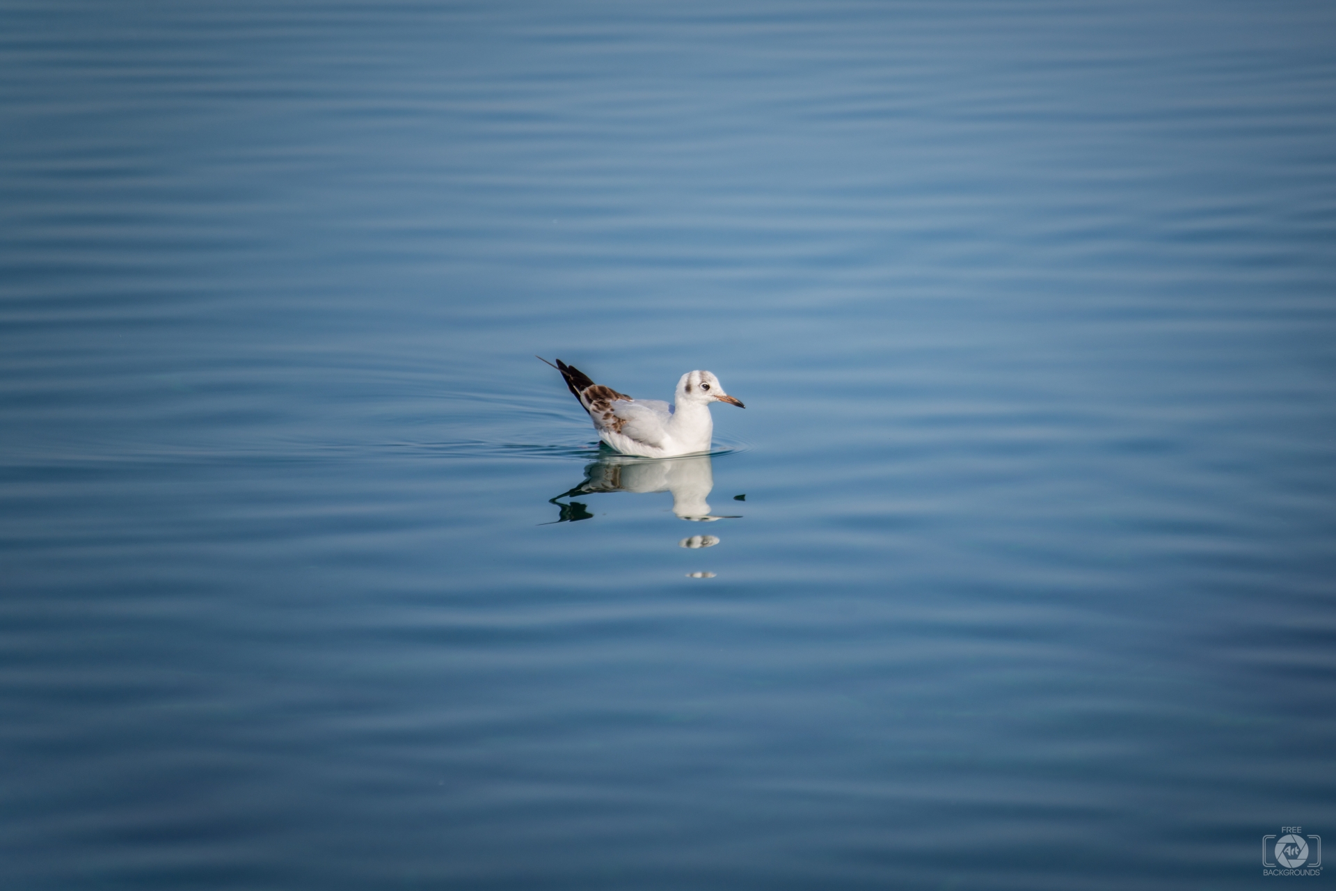 Swimming Seagull Background   High quality Backgrounds 1920x1280