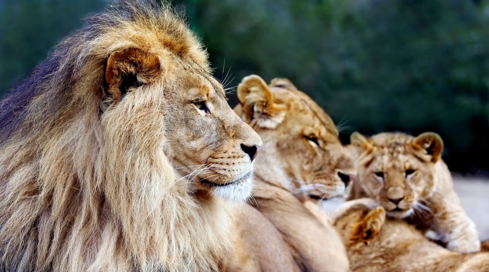 Lion In Family Artwork