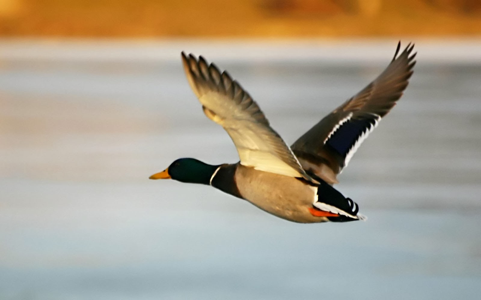 Flying Birds Wallpaper