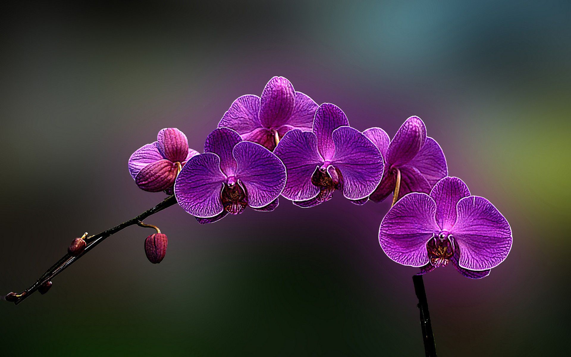 6017177744410156b1fd4e0143a9facf Wallpaper