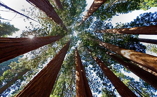 Giant Sequoia Tree Wallpaper Trees
