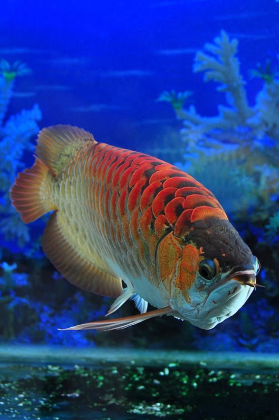 Free Download Photographs And Wallpaper Arowana The Red Dragon Fish 550x8 For Your Desktop Mobile Tablet Explore 64 Red Fish Wallpaper Fish Wallpapers For Desktop Fish Tank Wallpaper Moving Fish Wallpaper