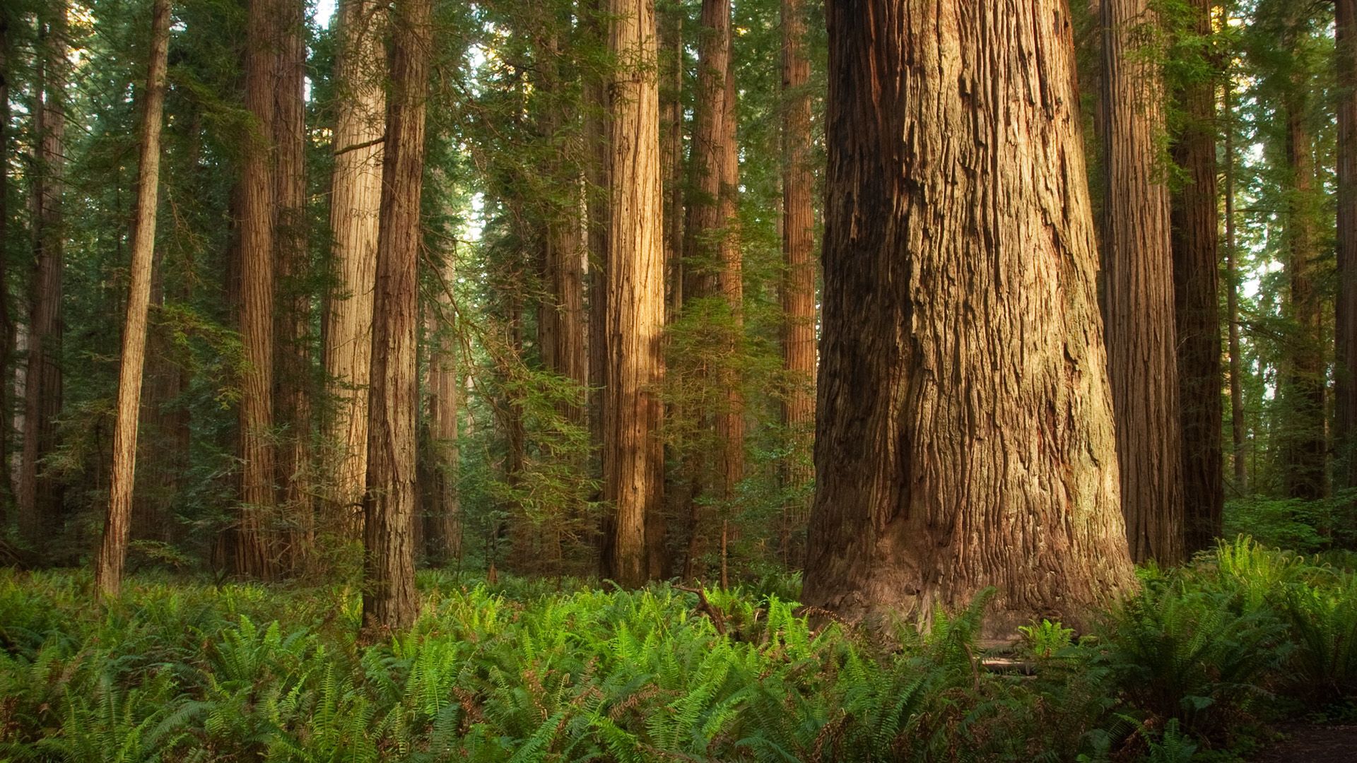 Jedediah Smith Redwoods State Park California Wallpaper