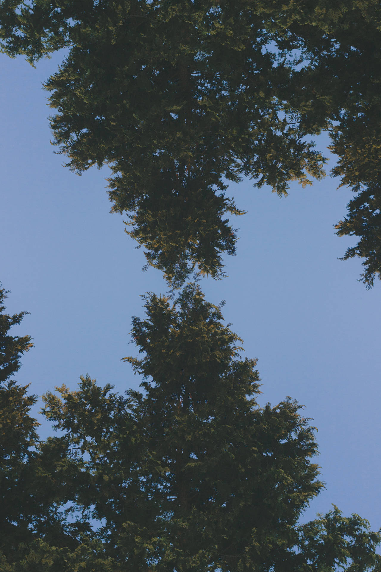 Beautiful iPhone Tree Tops Wallpaper
