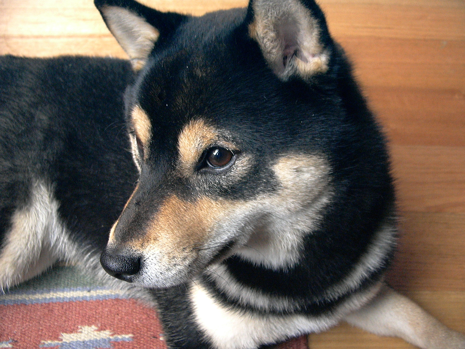 Resting Shiba Inu Dog Photo And Wallpaper Beautiful