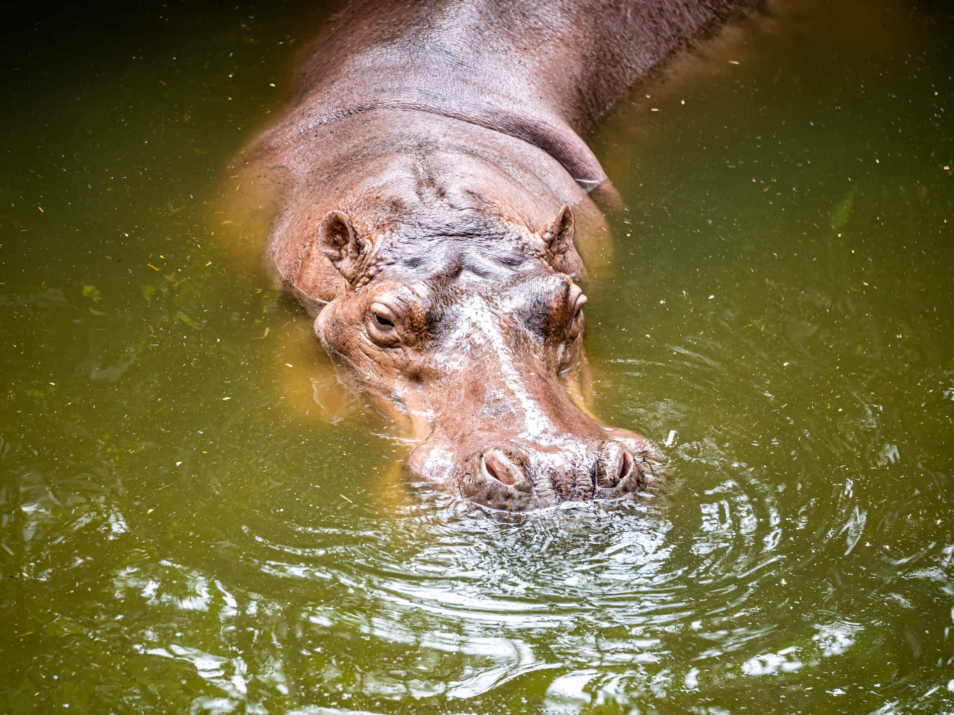 Majestic Hippopotamus In Its Natural Habitat Wallpaper