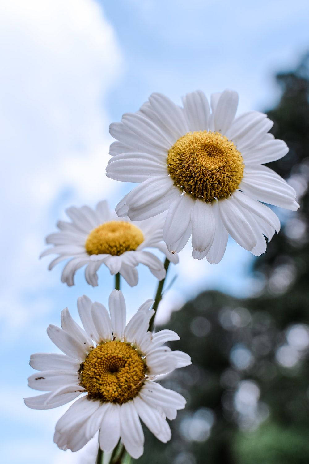 White Flower iPhone Wallpaper