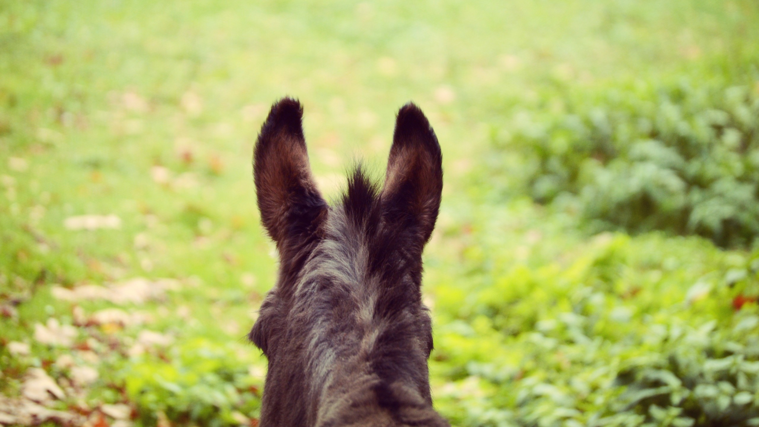 Donkey Wallpaper