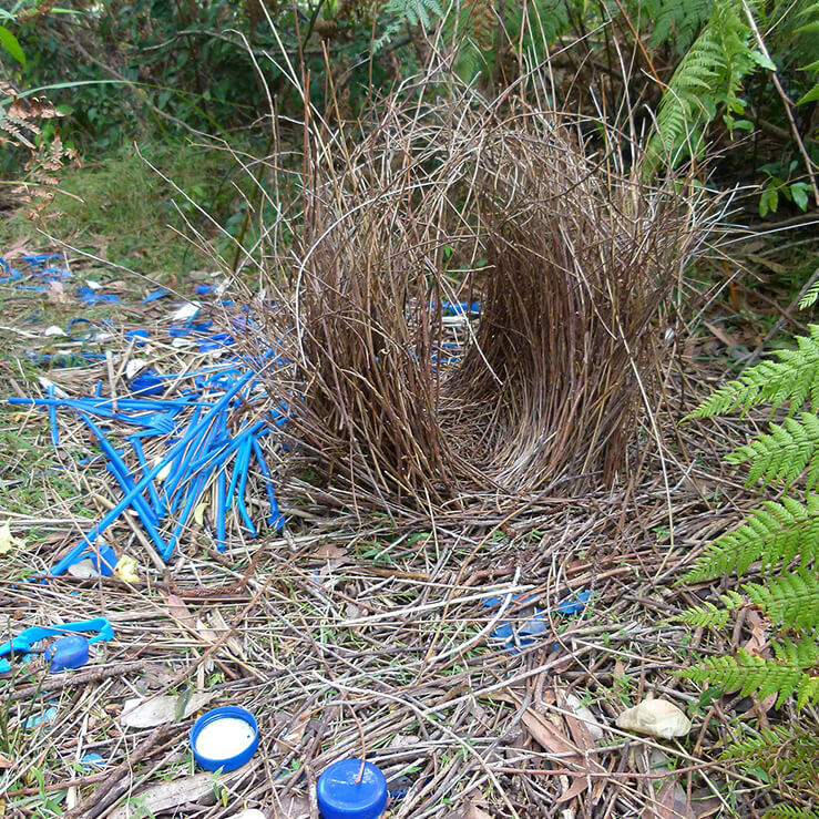 Bowerbird San Diego Zoo Animals Plants