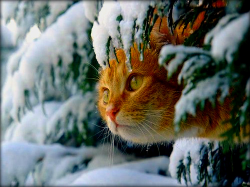 Winter Cats Wallpaper