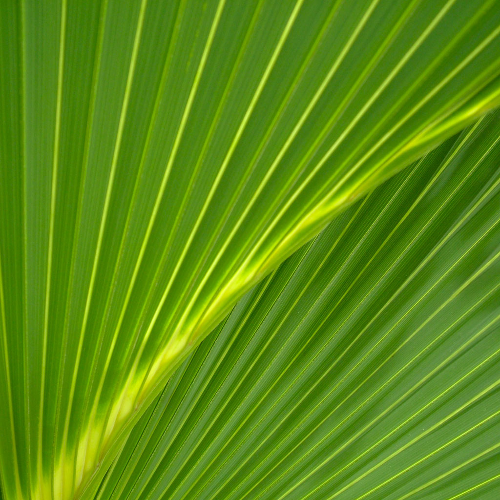 Palm leaves iPad Backgrounds Best iPad Wallpaper Wallpaper 1024x1024