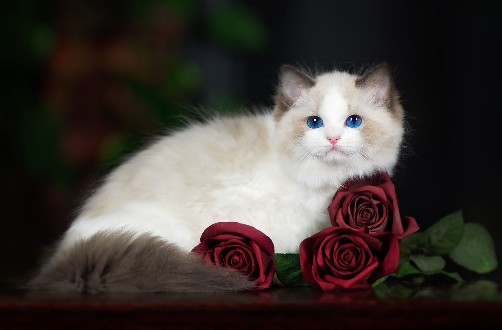 Ragdoll Cat With Roses HD Wallpaper Background Image