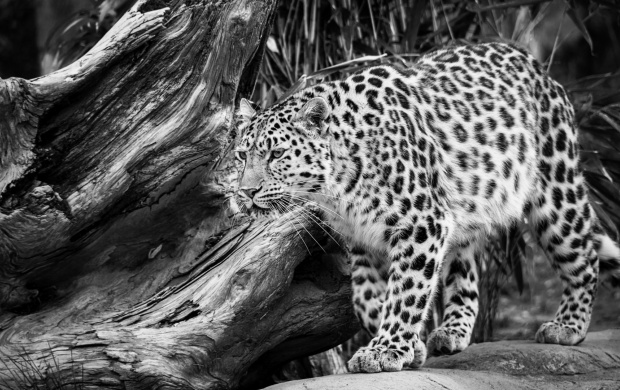 Black And White Wild Leopard Click To