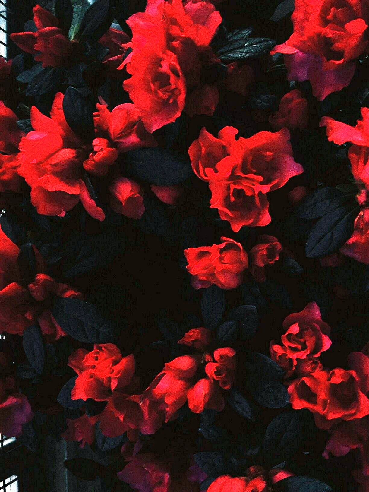 Red Rose Aesthetic Wallpaper
