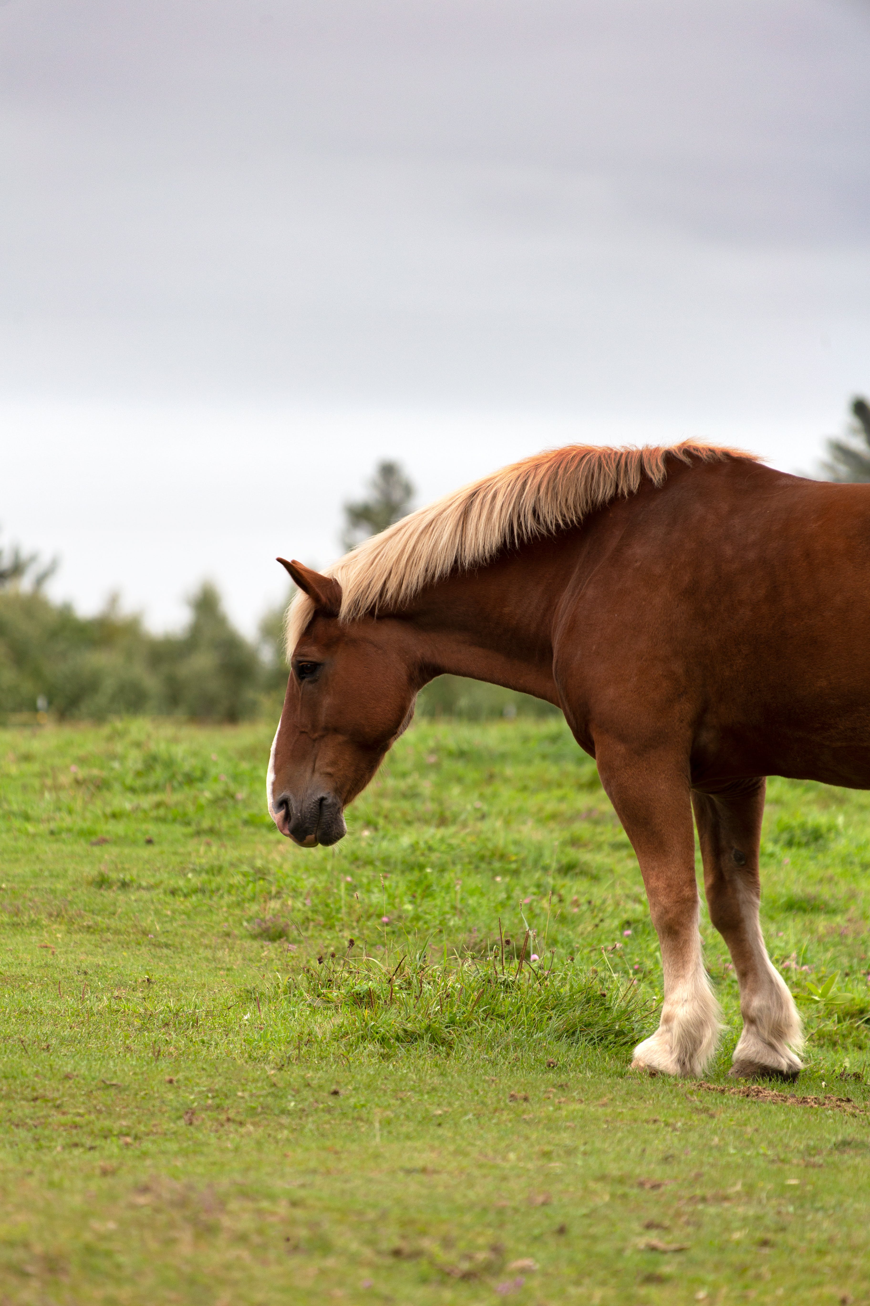 Equine Stock Photos Image Pictures HD Wallpaper