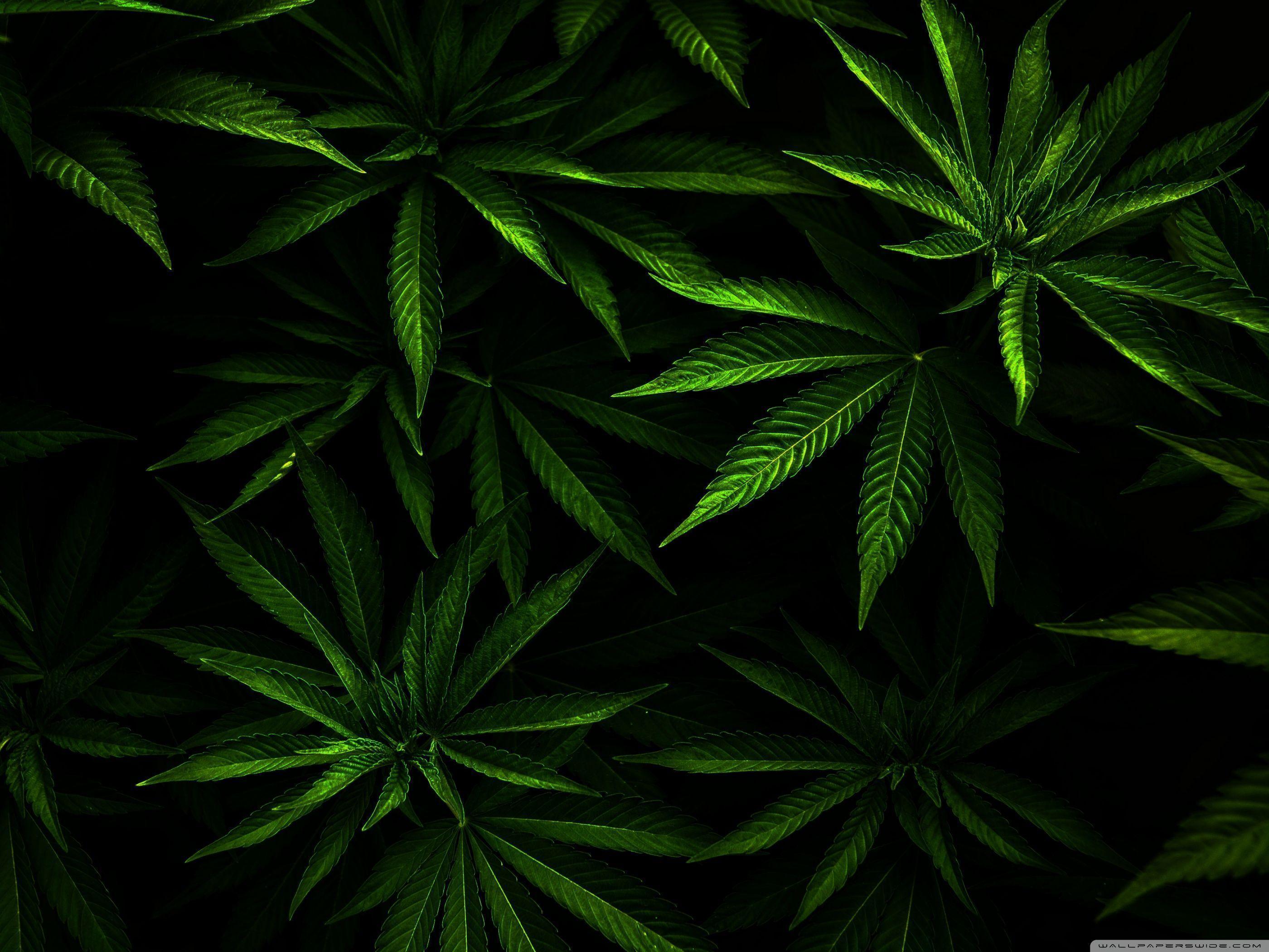 4k Marijuana Wallpaper Top Background