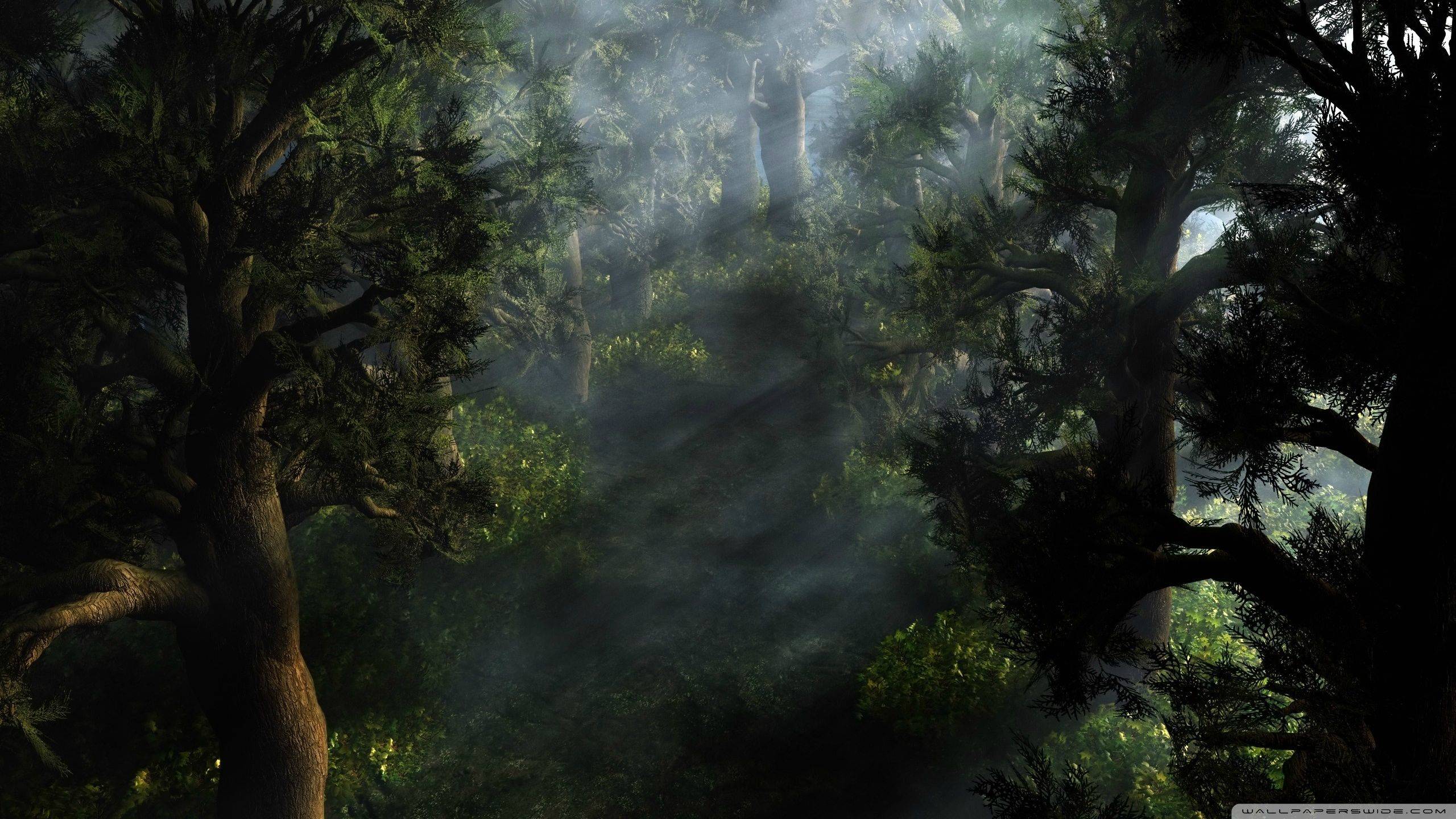Mystical Forest Wallpaper Desktop Background For HD