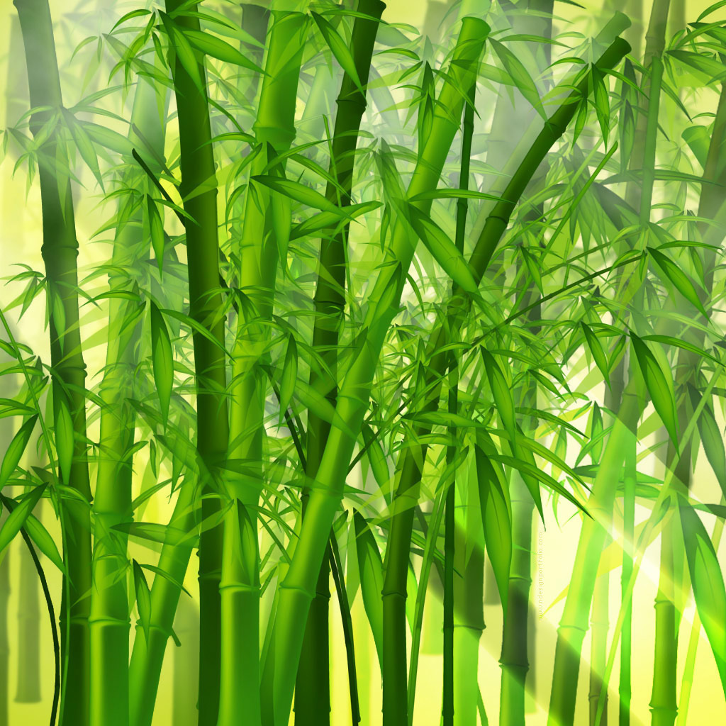 Wallpaper Pictures Background Green Bamboo Forest Japan