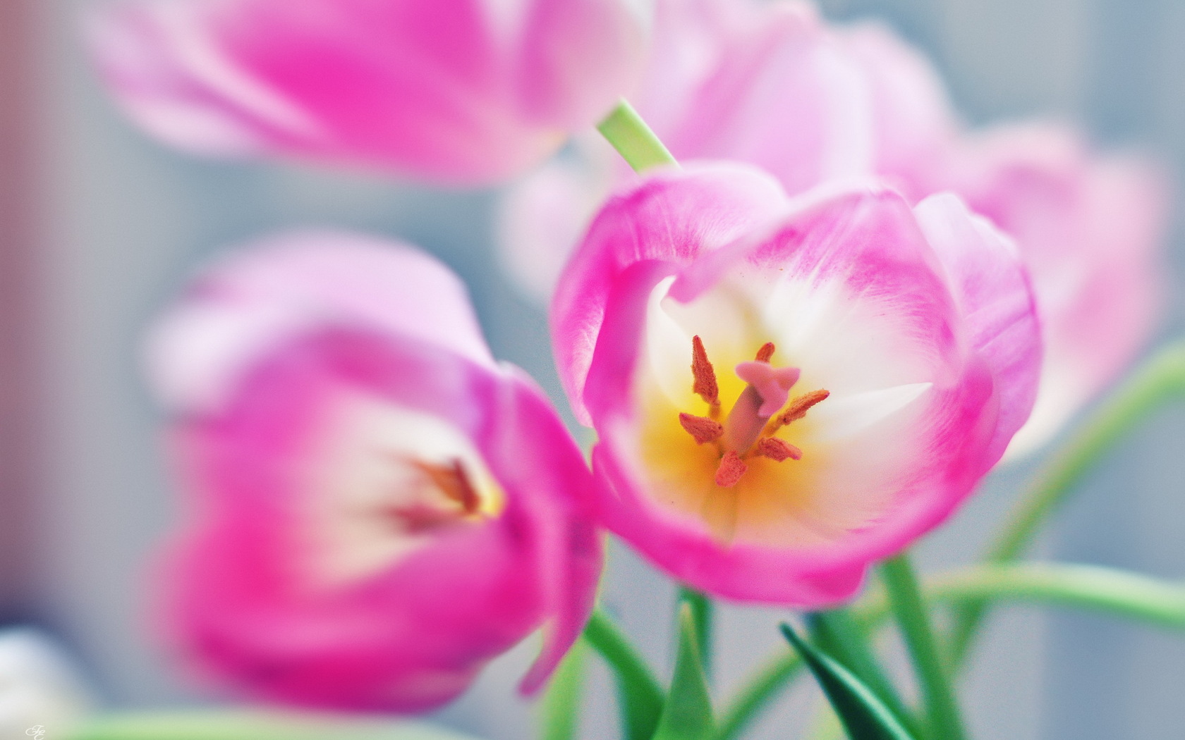 Flower Tulip Macro Wallpaper