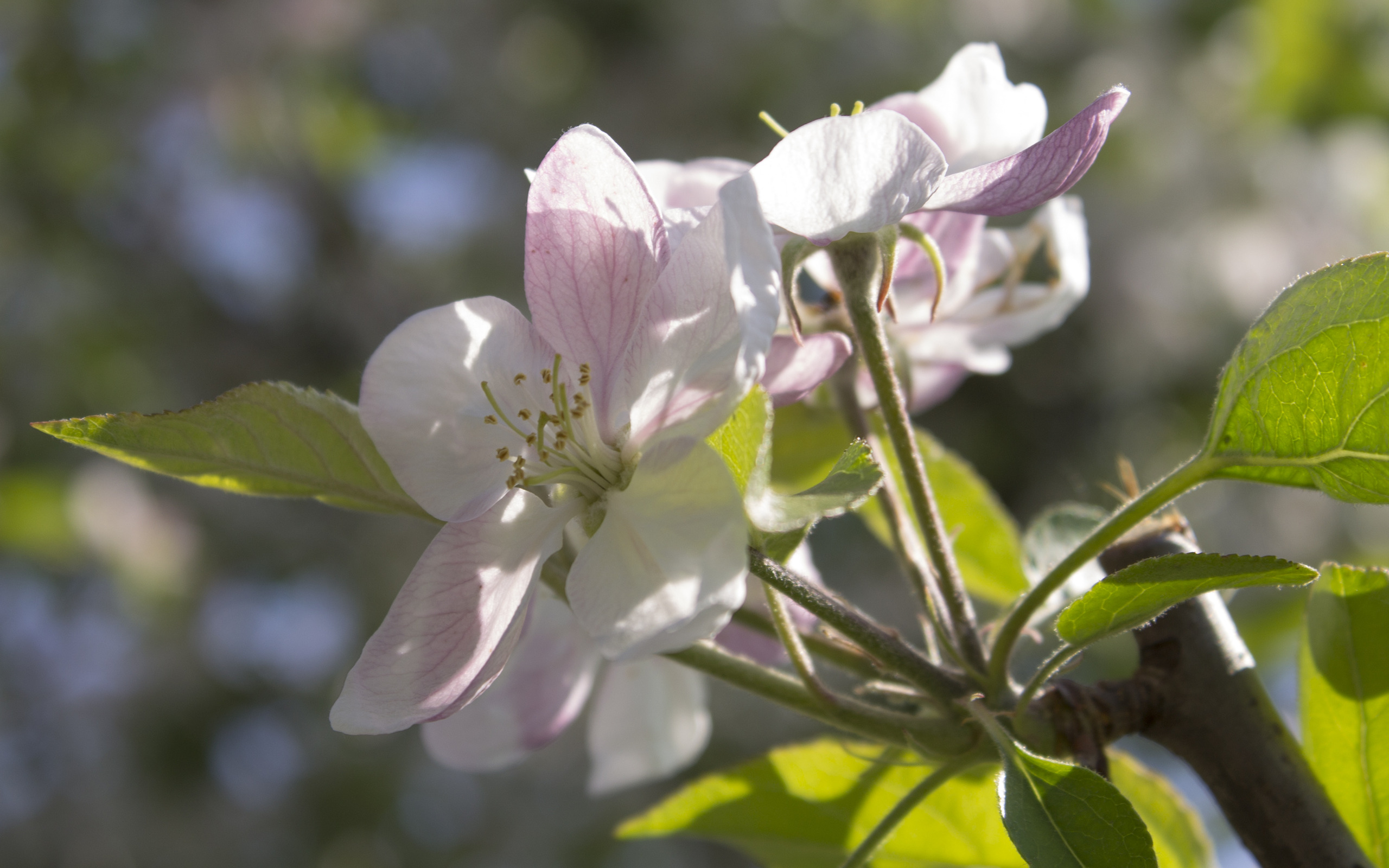 Apple Blossoms Wallpaper