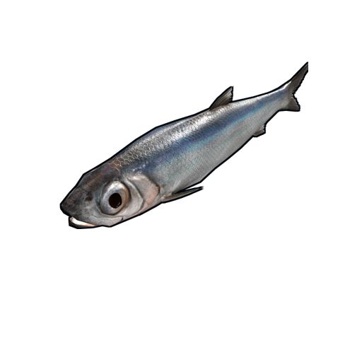 Anchovy Wallpaper