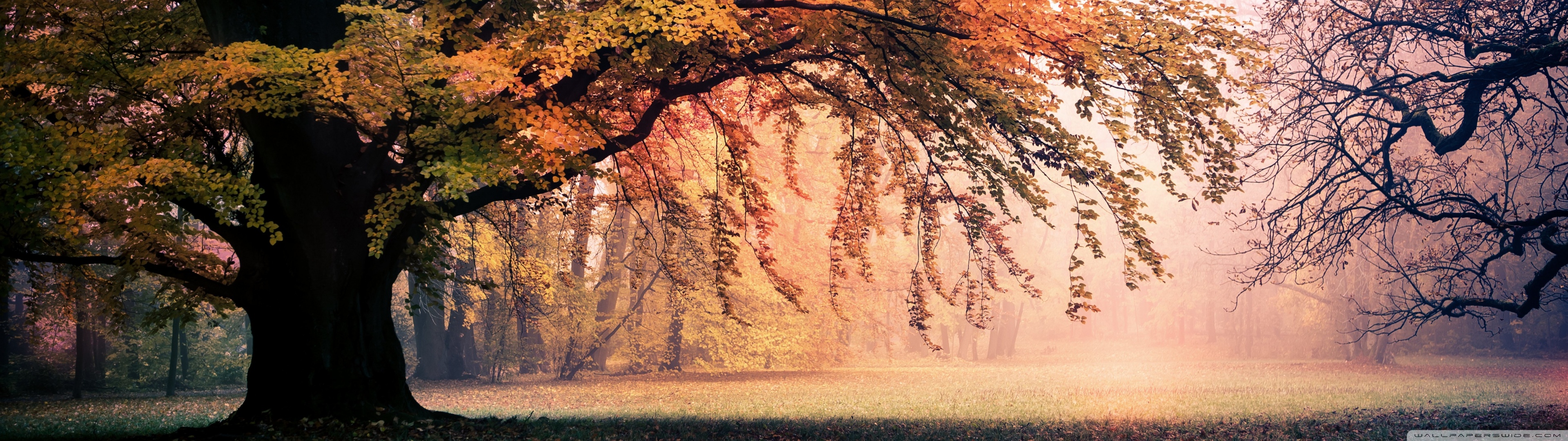 Hình nền mùa thu 3840x1080 sẽ đưa bạn đến những cánh rừng đầy màu sắc của mùa thu. Với lá cây vàng rực, cảnh quan trở nên đẹp hơn bao giờ hết. Tận hưởng không khí lãng mạn của mùa thu với hình nền này.