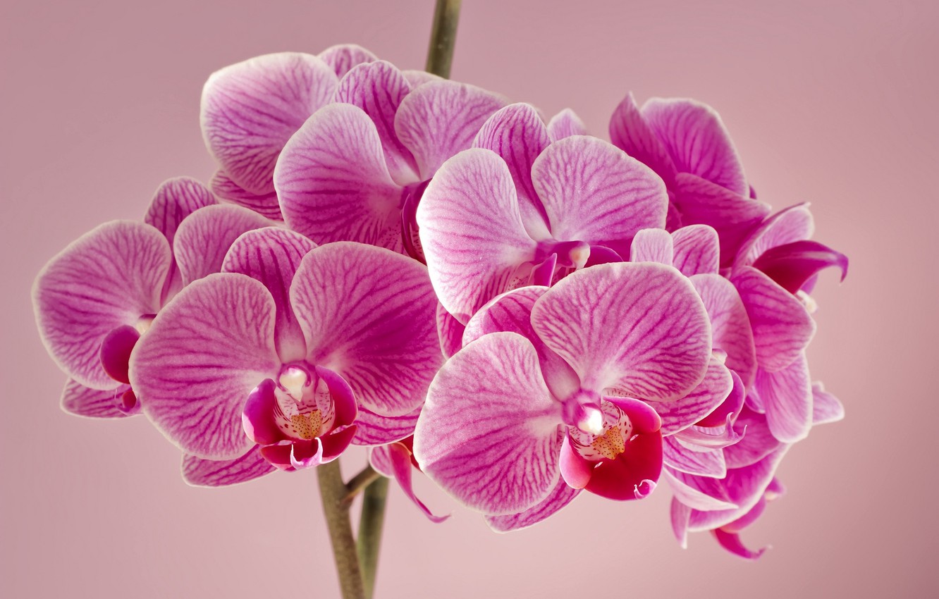 🔥 Free Download Wallpaper Flowers Background Orchids Pink Orchid Image ...