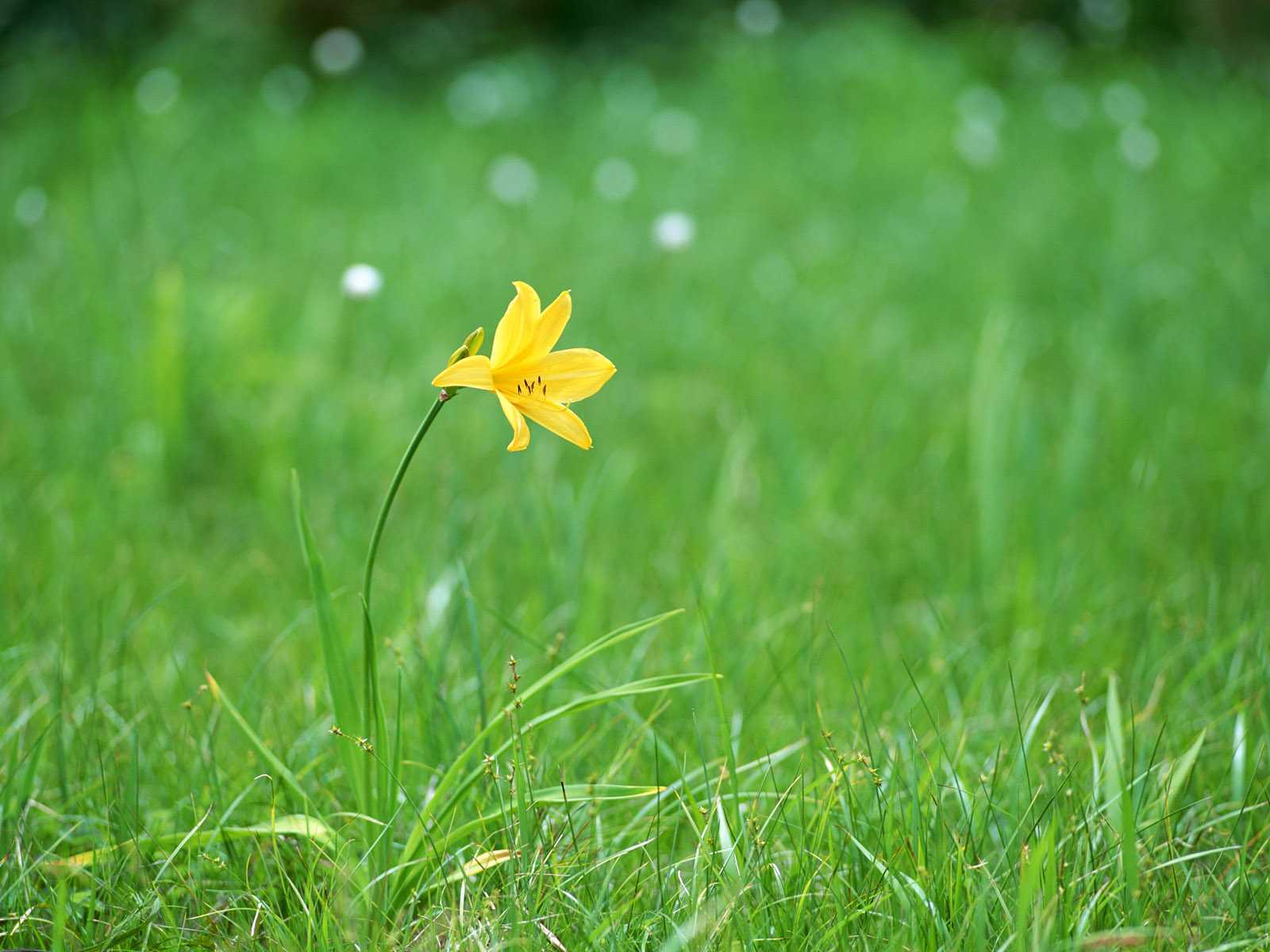 Nature Flower Wallpaper