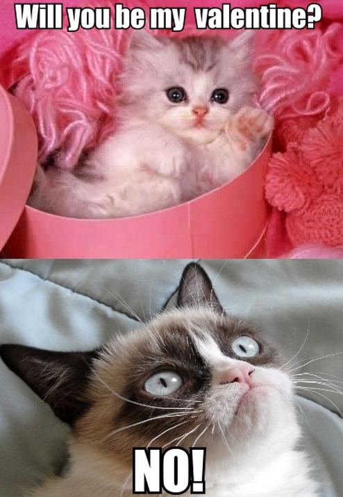 Cute Kitten To Grumpy Cat Will You Be My Valentine Out Of Based