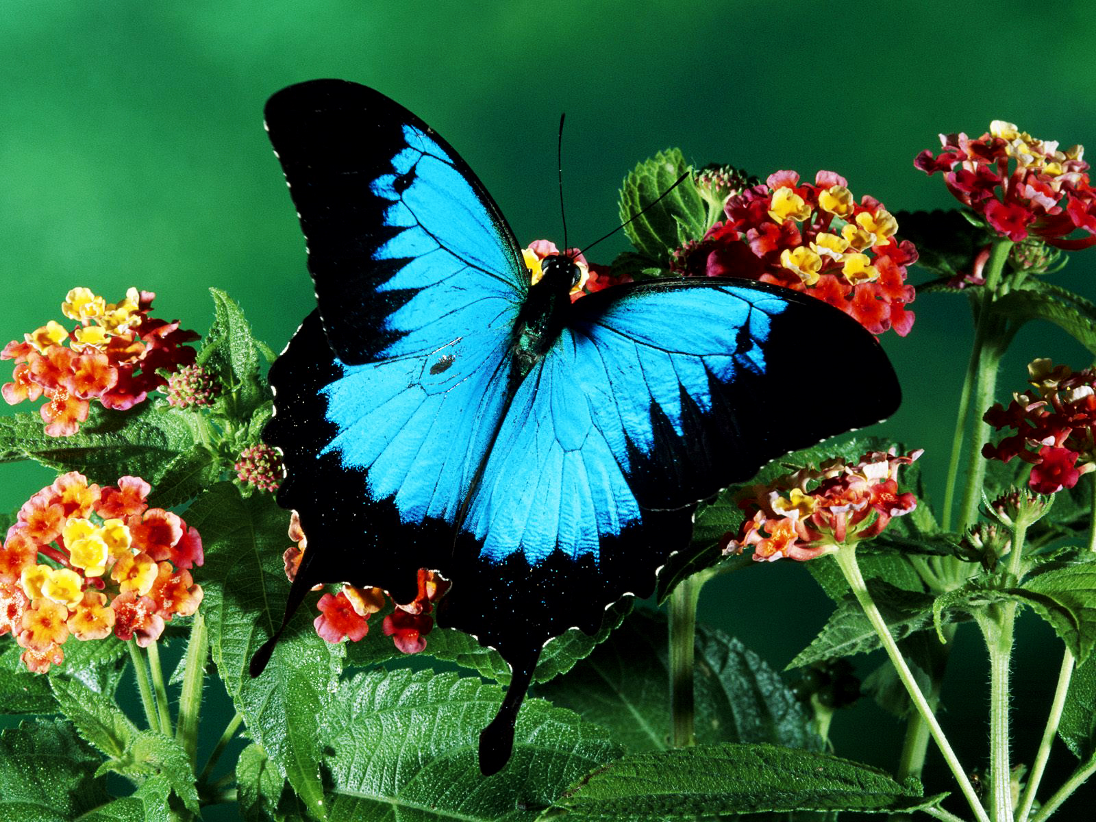 Colors Of Nature HD Butterfly Wallpaper Desktop