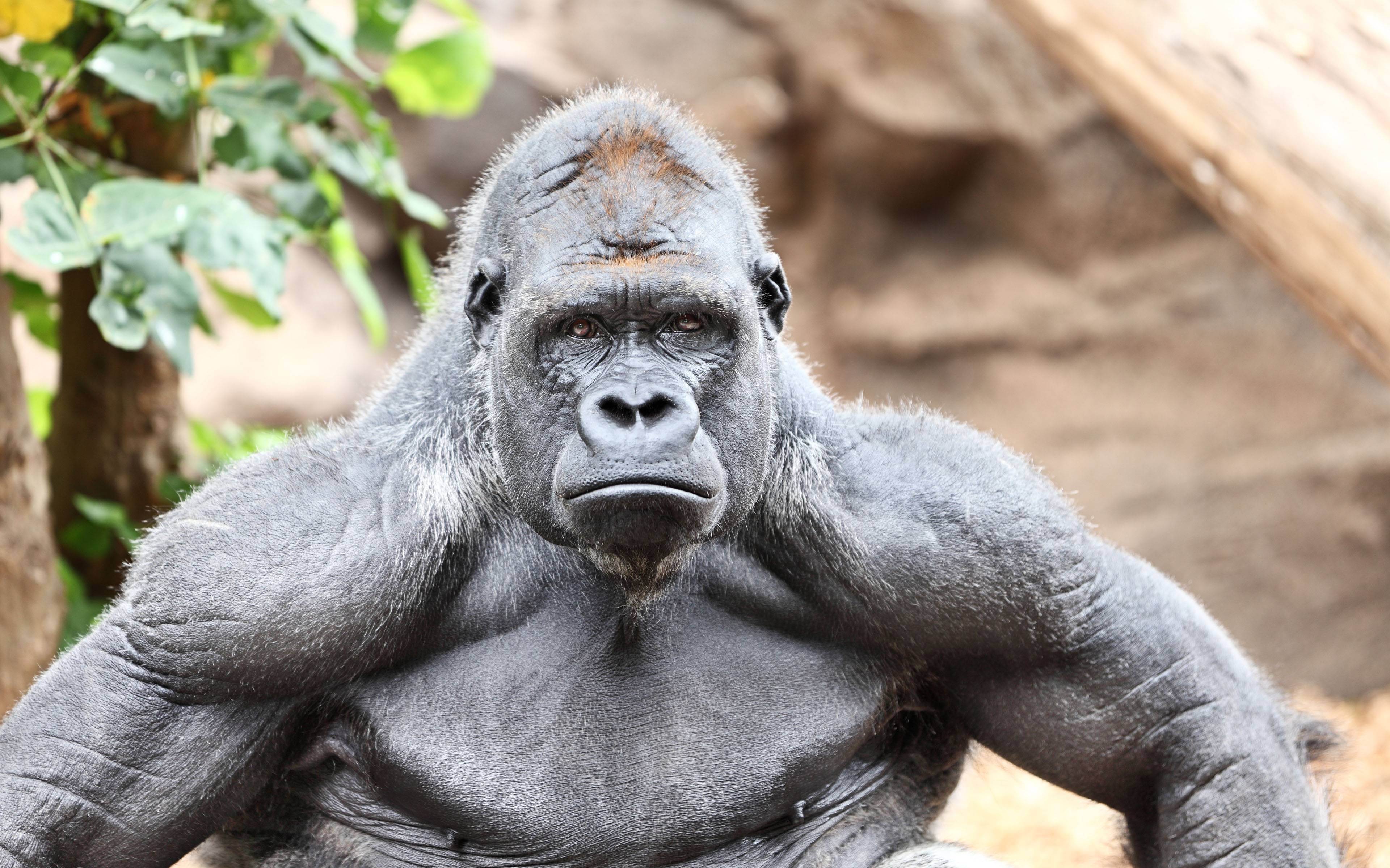 Best Gorilla Wallpaper Demon