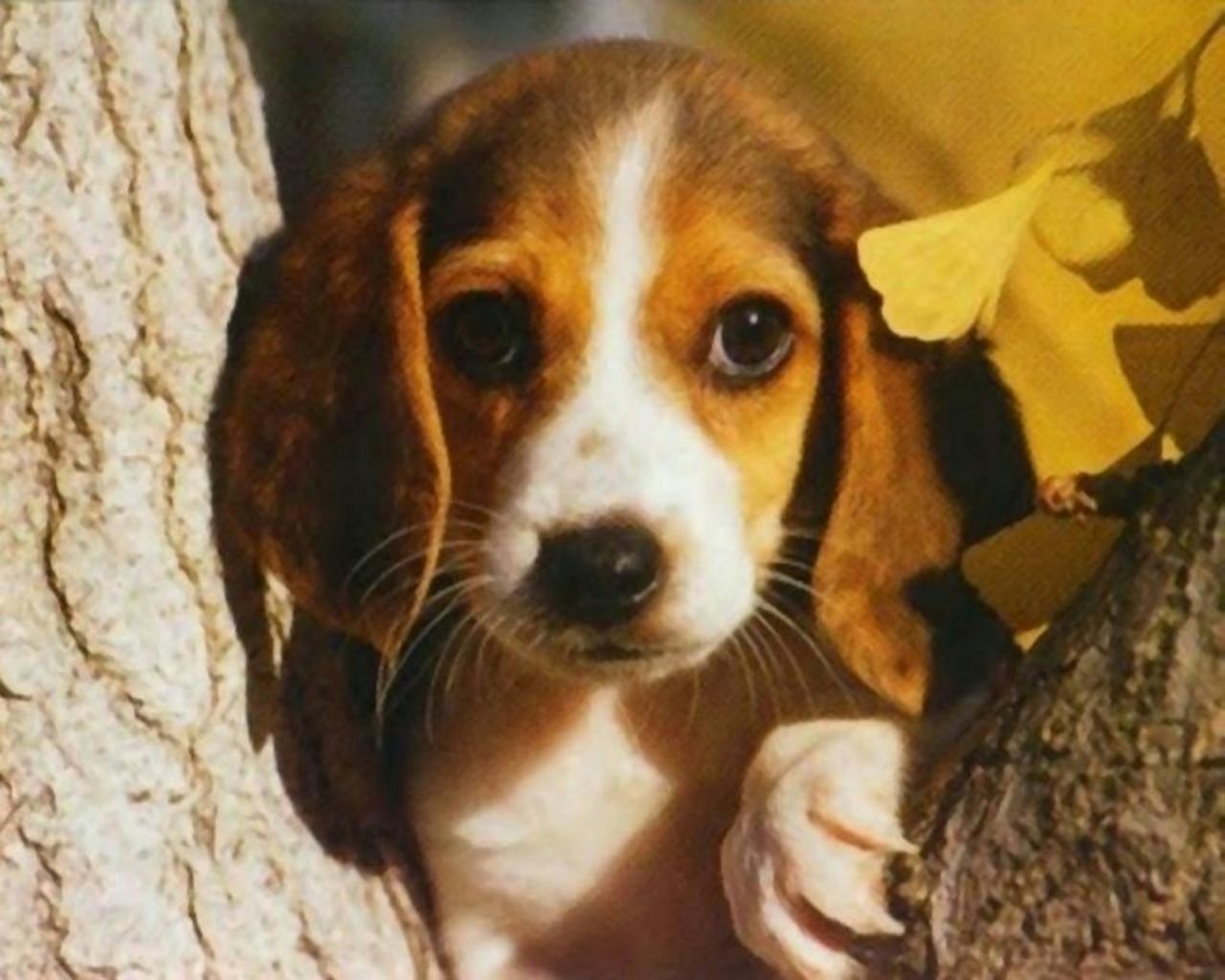 Beagle Puppies Wallpaper The Quotes Land