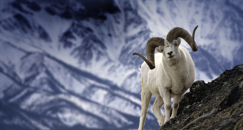 Mountain Goat Michael S Quinton Photolibrary