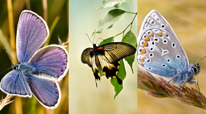 Samsung Wallpaper Butterflies by Diceeno