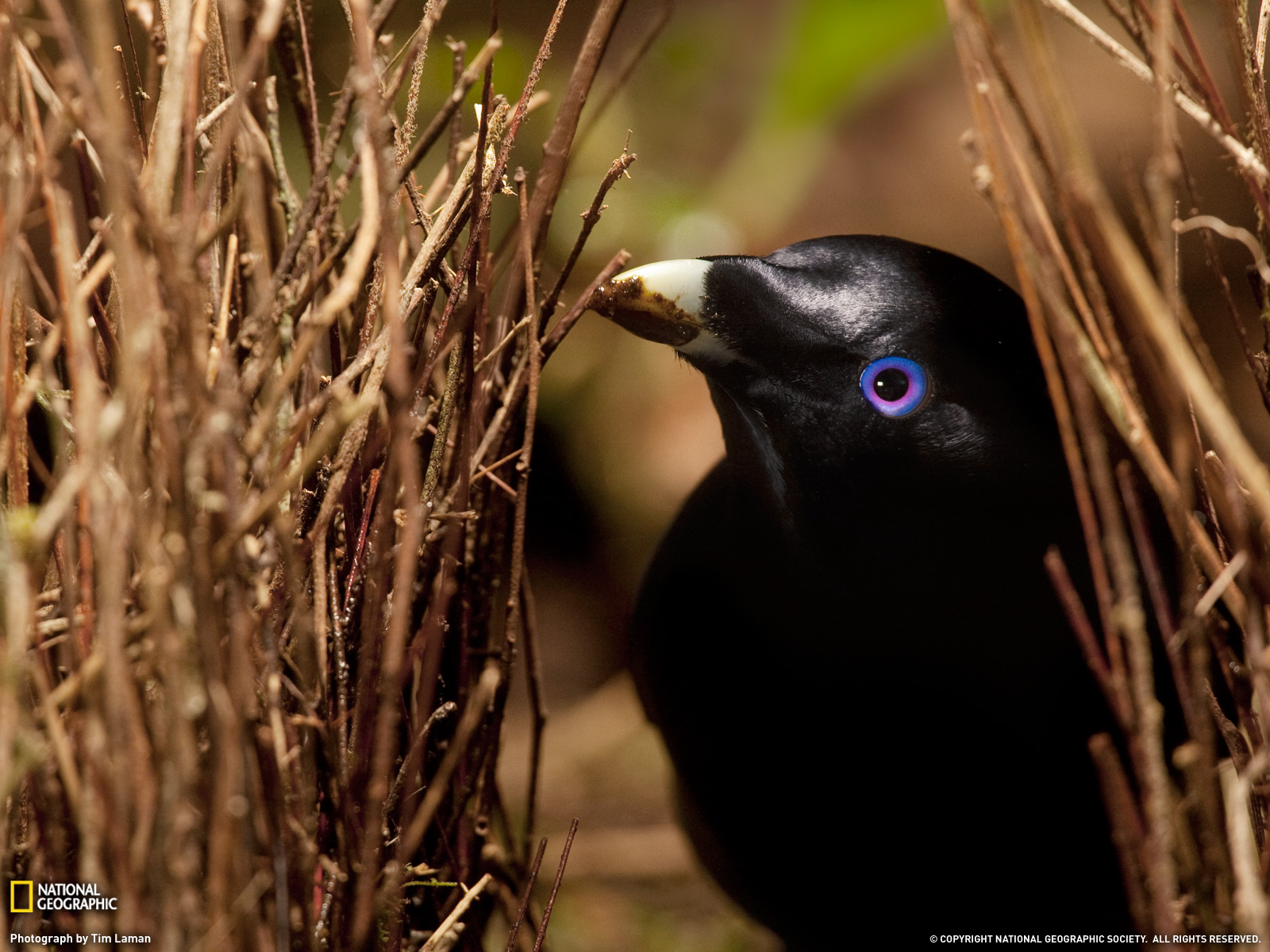 Bowerbird Wallpaper And Background Image Id