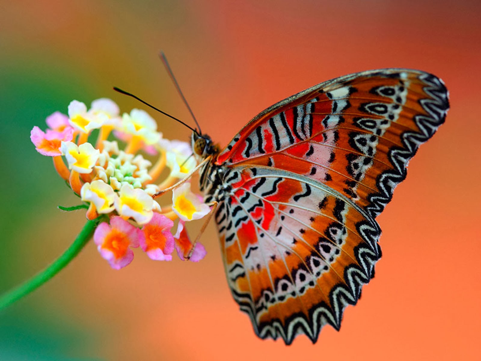 Butterflies Background