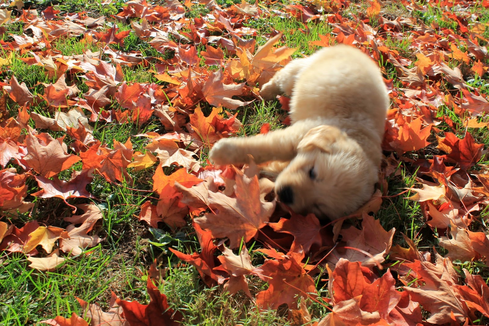 Puppy In Leaves Autumn leaves and a puppy